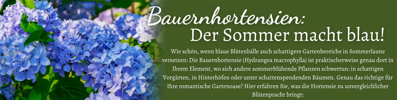 Magazin Sommer 2021 Bauernhortensie 1374 x 346.png