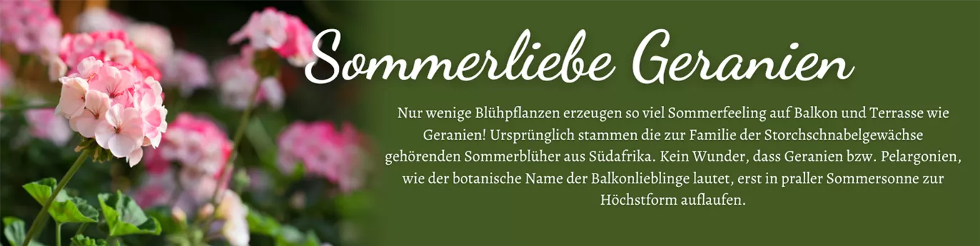 Magazin Sommer 2021 Sommerliebe Geranien1374 x 346.png