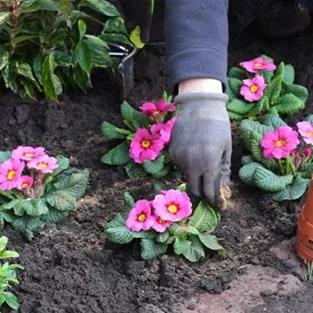 Primeln - Einpflanzen im Garten - Düngen