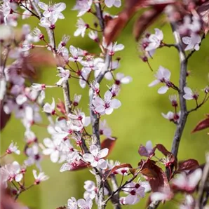 Prunus, Zierkirsche