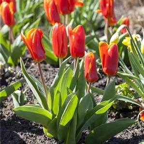 Tulipa