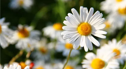 margarite_Leucanthemum.png