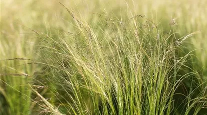 Stipa tenuissima