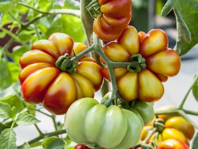 Solanum lycopersicum