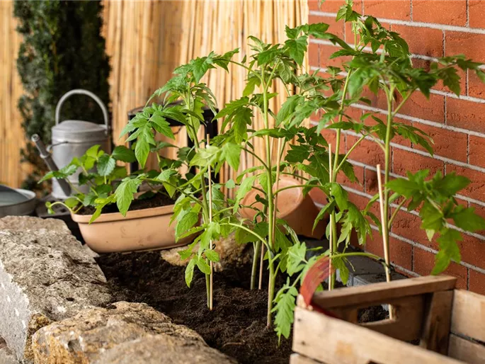 Tomatenjungpflanzen im Beet