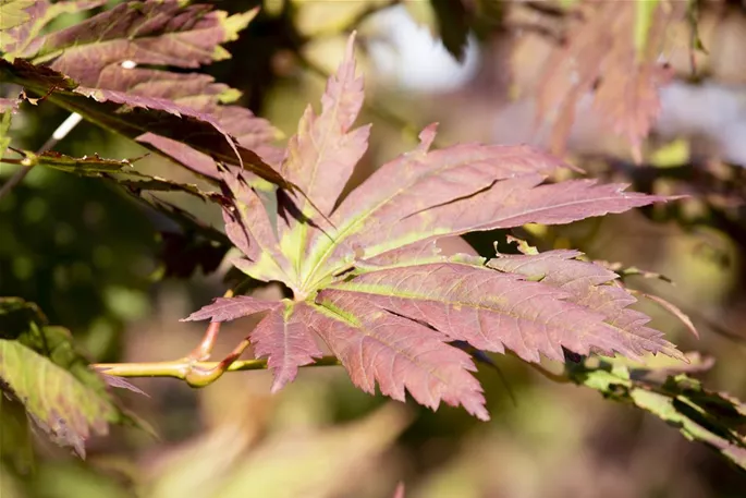 Acer japonicum 'Attaryi'