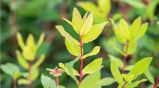 Lonicera caerulea var. kamtschatica