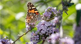 Schmetterling auf Flieder