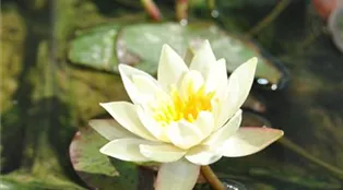 Nymphaea tetragona 'Pygmaea Helvola'