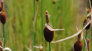 Typha minima