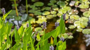 Pontederia cordata