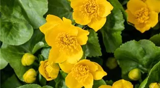 Caltha palustris