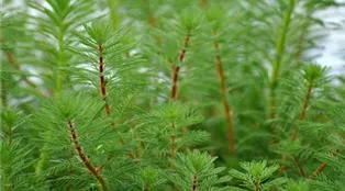 Myriophyllum verticillatum