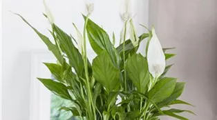 Spathiphyllum floribundum