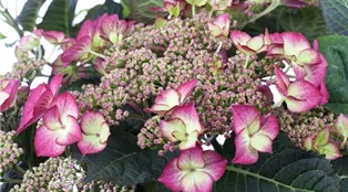 Hydrangea