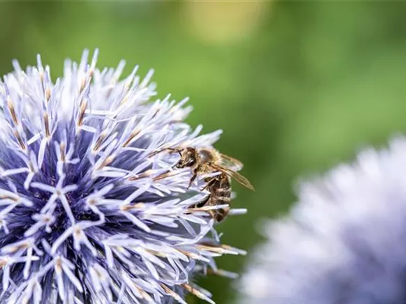 Biene auf Kugeldistel