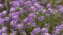 Lobularia