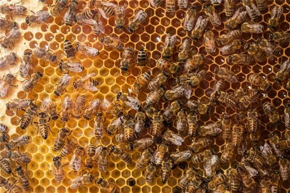 Bienen auf Honigwabe