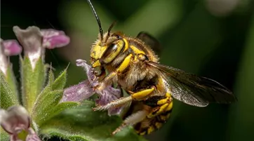 Anthidium manicatum pexels-akbar-nemati-12459842.jpg