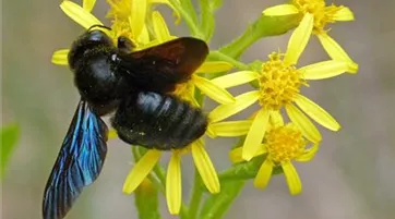 Xylocopa violacea drone-2792861_1280.jpg