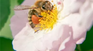 Colletes simillis pexels-suki-lee-16757526.jpg