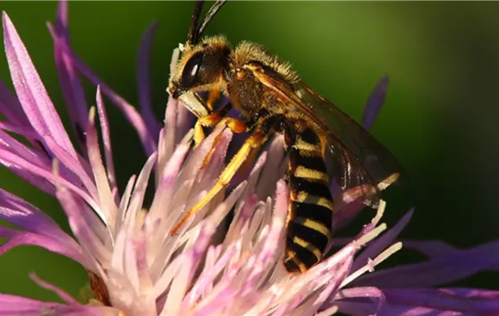 Halictus scabiosae.png