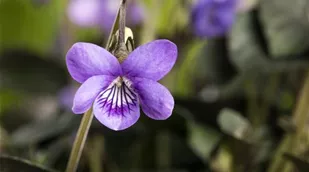 Viola odorata