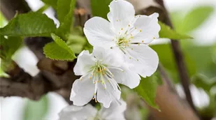 Prunus avium