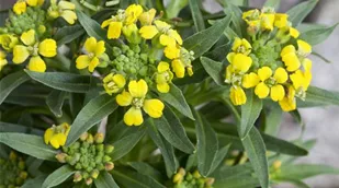 Erysimum cheiri