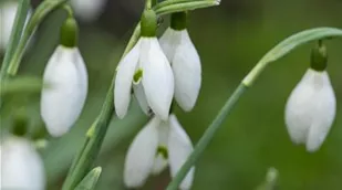 Galanthus nivalis