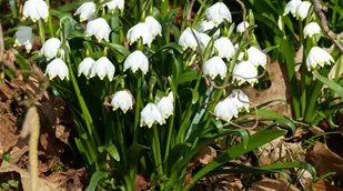 Leucojum vernum