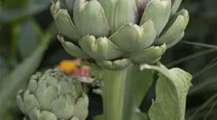 Cynara cardunculus