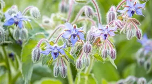 Borago officinalis