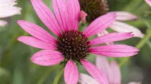 Echinacea purpurea