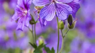 Geranium ibericum 'Vital'