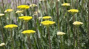 Achillea