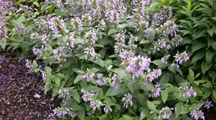 Agastache foeniculum