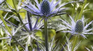 Eryngium