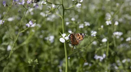 Distelfalter an Blüte