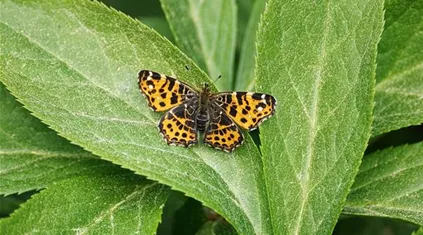 Landkärtchen butterfly-3368611_1280.jpg