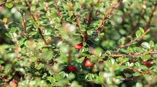 Cotoneaster microphyllus 'Cochleatus'