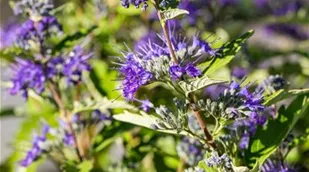 Caryopteris clandonensis 'First Blue'