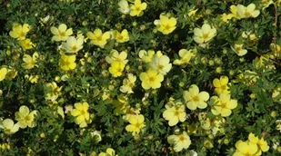 Potentilla fruticosa var. rigida