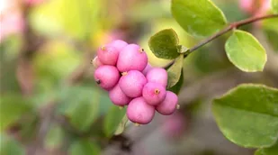 Symphoricarpos x doorenbosii 'Mother of Pearl'