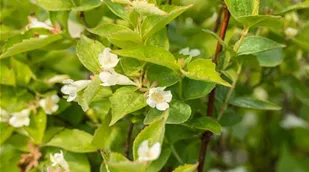 Abelia spathulata