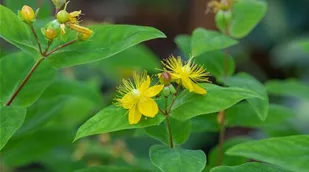 Hypericum perforatum