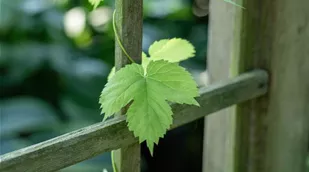 Vitis vinifera