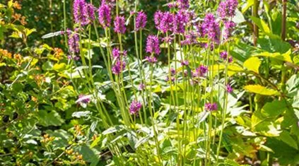 Stachys monnieri 'Hummelo'