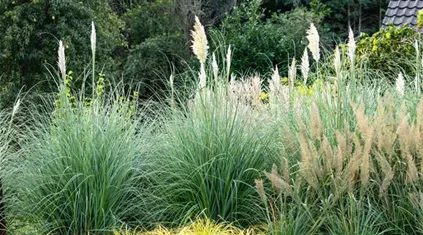 Cortaderia selloana