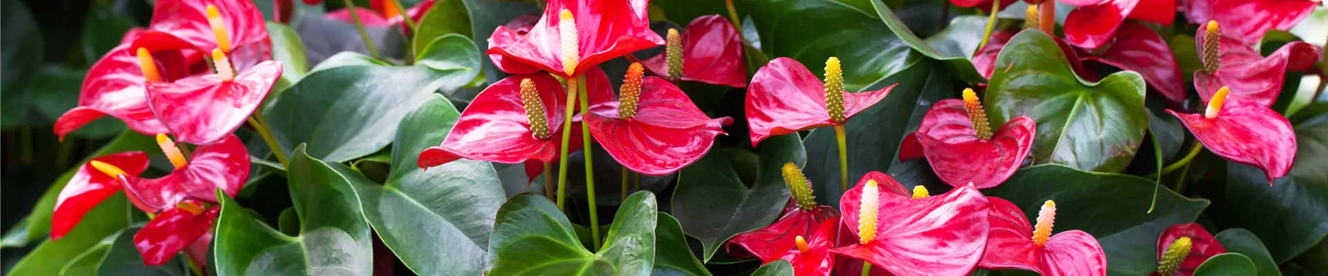 GS396172.jpg GS396172.jpg